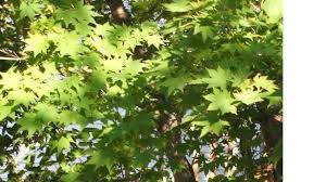 Attēlu rezultāti vaicājumam “Acer pseudosieboldianum”