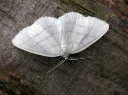 Attēlu rezultāti vaicājumam “Cabera pusaria”