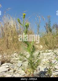 Attēlu rezultāti vaicājumam “Senecio viscosus fruit”