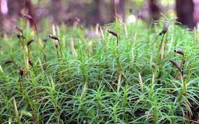 Attēlu rezultāti vaicājumam “Polytrichastrum pallidisetum cells”