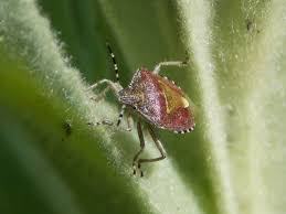 Attēlu rezultāti vaicājumam “Dolycoris baccarum”