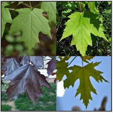 Attēlu rezultāti vaicājumam “Acer negundo leaf”