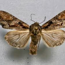 Attēlu rezultāti vaicājumam “Scapania mucronata macro”