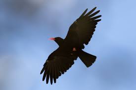 Image result for Pyrrhocorax pyrrhocorax