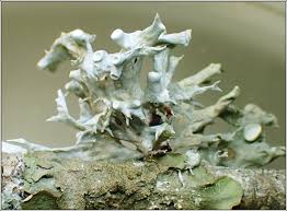 Attēlu rezultāti vaicājumam “Ramalina fastigiata”