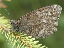 Attēlu rezultāti vaicājumam “Oeneis jutta”