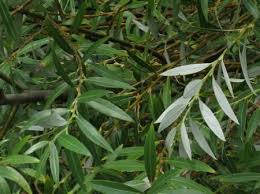 Attēlu rezultāti vaicājumam “Salix alba”