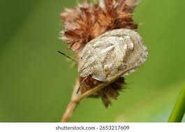 Attēlu rezultāti vaicājumam “Eurygaster testudinaria”