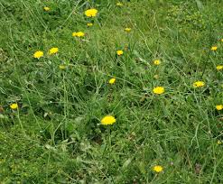 Attēlu rezultāti vaicājumam “Hypochaeris radicata bud”