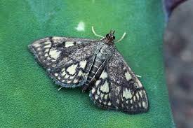 Attēlu rezultāti vaicājumam “Anania stachydalis”