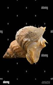 Image result for Buccinum undatum