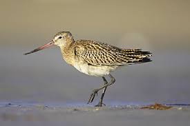 Attēlu rezultāti vaicājumam “Limosa lapponica adult”