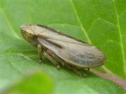 Attēlu rezultāti vaicājumam “Philaenus spumarius”