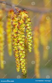 Attēlu rezultāti vaicājumam “Carpinus betulus male flower”