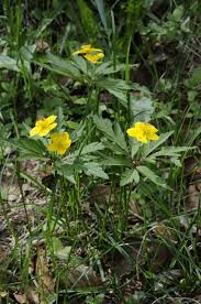 Attēlu rezultāti vaicājumam “Anemone ranunculoides bud”