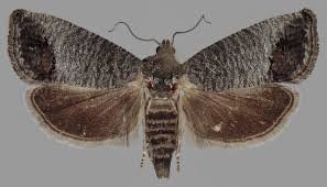 Attēlu rezultāti vaicājumam “Cydia pomonella”