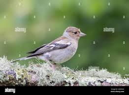 Attēlu rezultāti vaicājumam “Fringilla coelebs juvenile”