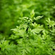 Image result for Artemisia annua