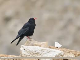 Image result for Pyrrhocorax pyrrhocorax