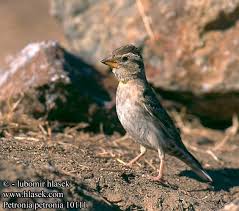 Image result for Petronia petronia