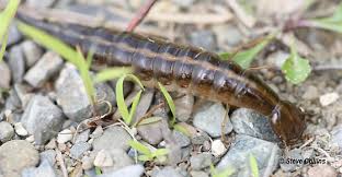 Attēlu rezultāti vaicājumam “Dytiscus sp. larva”