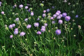 Image result for Knautia arvensis