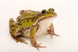 Attēlu rezultāti vaicājumam “Pelophylax”