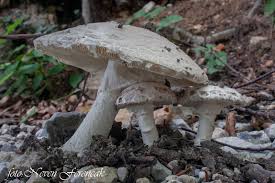 Attēlu rezultāti vaicājumam “Amanita strobiliformis”