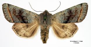 Attēlu rezultāti vaicājumam “Orthosia opima”