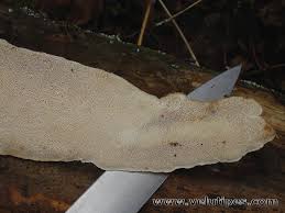 Attēlu rezultāti vaicājumam “Antrodia sinuosa”