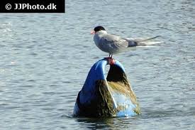 Attēlu rezultāti vaicājumam “Sterna sandvicensis”