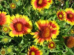 Image result for Gaillardia pulchella
