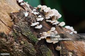 Attēlu rezultāti vaicājumam “Basidioradulum radula”