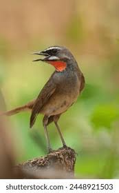 Image result for Luscinia calliope