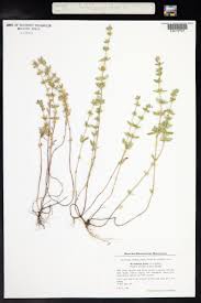 Attēlu rezultāti vaicājumam “Acinos arvensis”