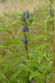 Attēlu rezultāti vaicājumam “Gentiana cruciata”