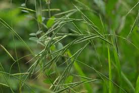 Attēlu rezultāti vaicājumam “Brachypodium sylvaticum leaf”