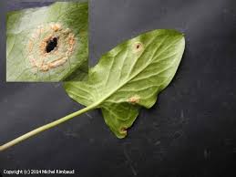 Attēlu rezultāti vaicājumam “Puccinia sessilis”