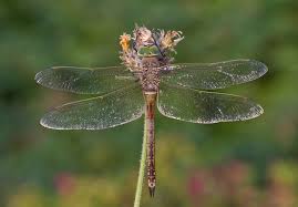 Attēlu rezultāti vaicājumam “Anax parthenope”