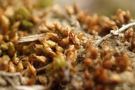 Attēlu rezultāti vaicājumam “Acaulon muticum”