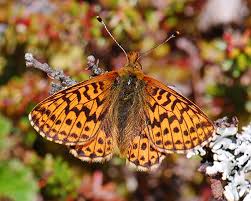 Attēlu rezultāti vaicājumam “Boloria aquilonaris”