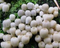 Attēlu rezultāti vaicājumam “Coprinus disseminatus”