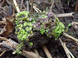 Attēlu rezultāti vaicājumam “Ricciocarpos natans”