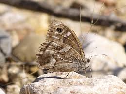 Attēlu rezultāti vaicājumam “Hipparchia alcyone”