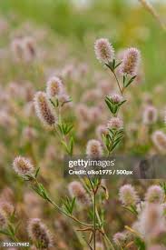 Attēlu rezultāti vaicājumam “Trifolium arvense”