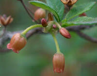 Attēlu rezultāti vaicājumam “Menziesia ferruginea”
