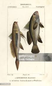 Image result for Argyrosomus coronus