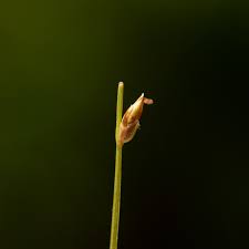 Attēlu rezultāti vaicājumam “Trichophorum cespitosum fruit”