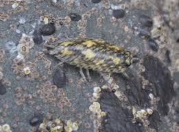 Attēlu rezultāti vaicājumam “Licea pygmaea”