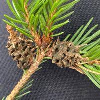 Attēlu rezultāti vaicājumam “Sacchiphantes abietis”